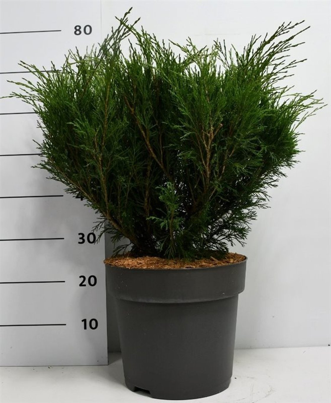 Juniperus sabina - C12 50-60 CM